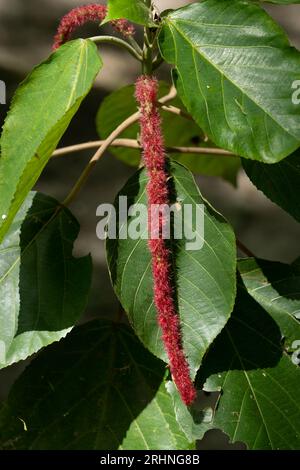 Inflorescence rouge d'une plante chenille, Acalypha hispida, dans la réserve archéologique de Cahal Pech à San Ignacio, Belize. Banque D'Images