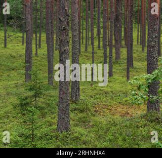 paysage naturel, forêt boréale de pins avec sous-bois de mousse, taïga de conifères Banque D'Images