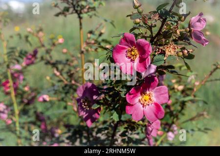 Fleurs roses sauvages de rose fleurissant sur le buisson dans une photo en gros plan. Banque D'Images