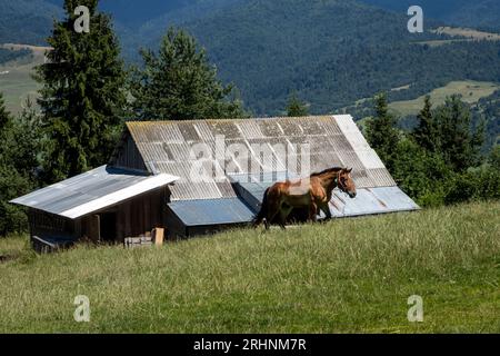 Un cheval brun courant libre devant une écurie à la ferme dans les montagnes de Pieniny. Banque D'Images