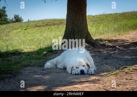 Chien de berger Tatra blanc dormant dans l'ombre sous l'arbre. Montagnes de Pieniny, Pologne. Banque D'Images