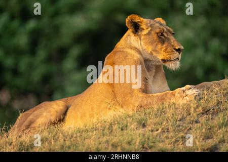 Lionne se trouve sur la rive herbeuse près de la forêt Banque D'Images