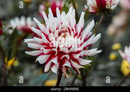 Le Père Noël Dahlia fleurit magnifiquement dans le jardin Banque D'Images