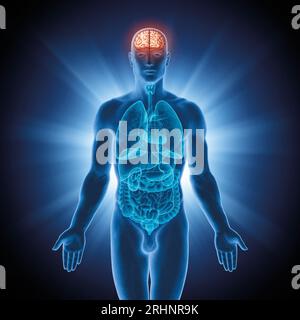 Série d'illustrations : organes humains. Image 2 sur 10 Banque D'Images