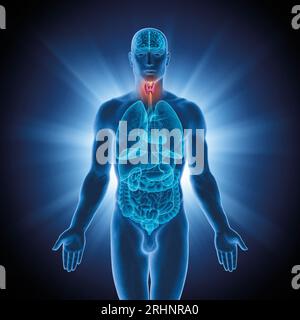 Série d'illustrations : organes humains. Image 3 sur 10 Banque D'Images