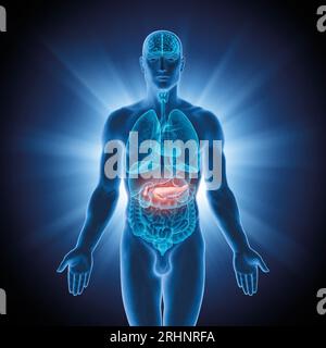 Série d'illustrations : organes humains. Image 9 sur 10 Banque D'Images