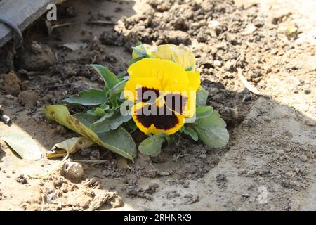 Toile de jardin jaune et brune (Viola × wittrockiana) en fleurs : (pix Sanjiv Shukla) Banque D'Images