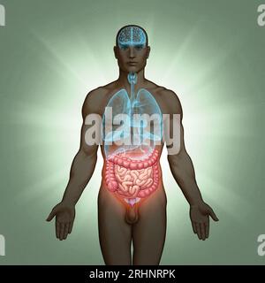 Série d'illustrations médicales : organes humains. Image 10 sur 10 Banque D'Images