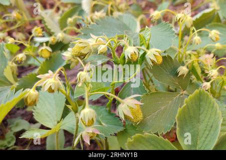 Plants de fraises avec beaucoup de fraises dans une jardinière de balustrade, un appartement ou un concept de jardinage urbain. Banque D'Images