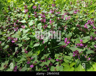 Bush de Lamium (orties mortes). Feuilles d'ortie. avec les feuilles vertes pousse dans les fourrés naturels. Motif botanique. Banque D'Images