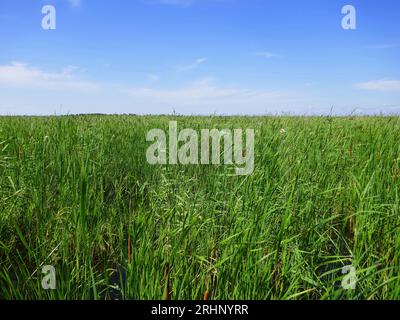 limnodium. Terrain marécageux sur le grand lac nord Ladoga, embouchure de la rivière Svir. Cette zone est dominée par les catoptriques à feuilles étroites (Typha angustifolia) et les communes Banque D'Images