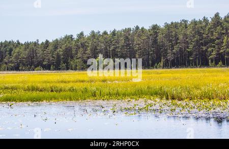 Telmathologie. Illustration de succession naturelle, lac mort. Lac peu profond et envahi par la végétation, lande de prairie oscillante, forêt de pins marécageux. Macrophytes, Sedge et COT Banque D'Images