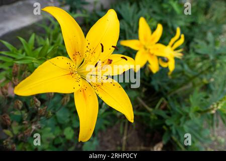 Gros plan sur la fleur de lys jaune. Hemerocallis aussi appelé Lily Lemon, Daylyly jaune, Hemerocallis flava. Fleur de lys jaune, connue sous le nom de Lilium parryi, b Banque D'Images