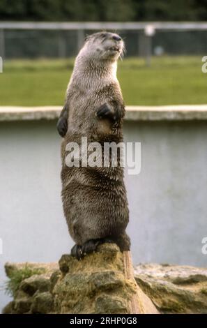 Photographie d'archives des années 1970 de la loutre européenne captive, Lutra lutra, au Norfolk Wildlife Park, Great Witchingham dans le Norfolk. Banque D'Images