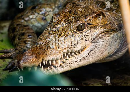 vue détaillée d'un crocodile à l'air redoutable avec un maw à moitié ouvert Banque D'Images