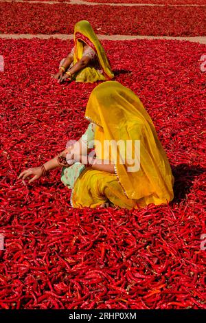 Inde, Rajasthan, séchage et tri du piment par les femmes Banque D'Images