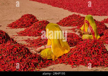 Inde, Rajasthan, séchage et tri du piment par les femmes Banque D'Images