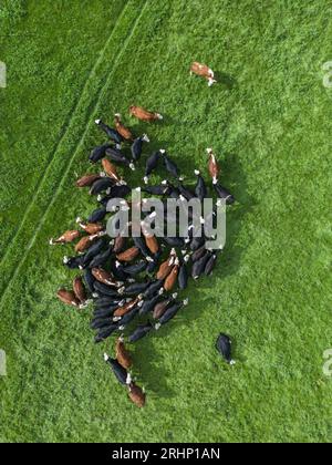 Un troupeau de vaches rassemblées dans un champ dans la vallée du Clun, Shropshire, Angleterre, Royaume-Uni Banque D'Images