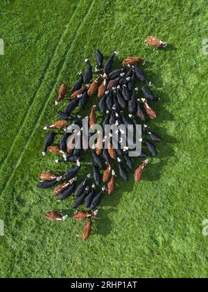 Un troupeau de vaches rassemblées dans un champ dans la vallée du Clun, Shropshire, Angleterre, Royaume-Uni Banque D'Images