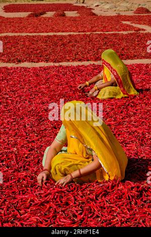 Inde, Rajasthan, séchage et tri du piment par les femmes Banque D'Images