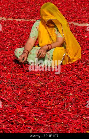 Inde, Rajasthan, séchage et tri du piment par les femmes Banque D'Images