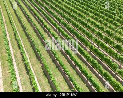 Rangée de vignes champ de ferme viticole de long Island vu du dessus Banque D'Images