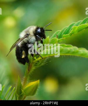 Bourdon commun de l'est (Bombus impatiens) - Comté de Hall, Géorgie. Un bourdon est assis sur la tige d'une plante en fin de matinée d'été. Banque D'Images