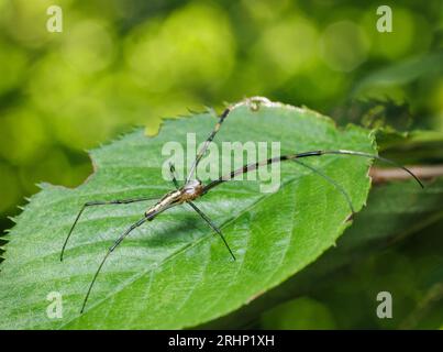 Araignée de Joro (Trichonephila clavata) - Comté de Hall, Géorgie. Une araignée joro femelle pose sa revendication sur la feuille d'un cerisier. Banque D'Images