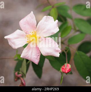 Rose des marais (Rosa palustris) - Comté de Hall, Géorgie. Une rose des marais fleurit dans les jardins botaniques d'Atlanta à Gainesville, en Géorgie. Banque D'Images