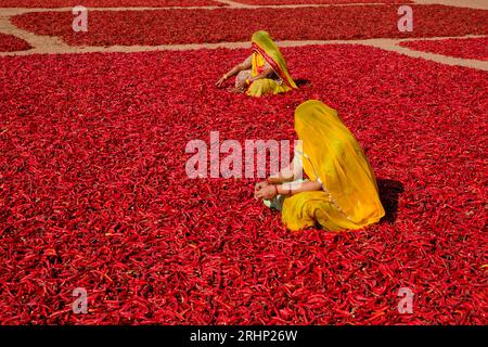 Inde, Rajasthan, séchage et tri du piment par les femmes Banque D'Images