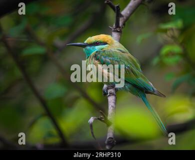 Cette image HD détaillée est la meilleure photographie pour la couverture de magazine d'oiseau ou comme photo de référence Banque D'Images