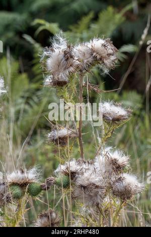 Beauté du chardon sauvage se transformant de fleurs en gousses de graines moelleuses Banque D'Images