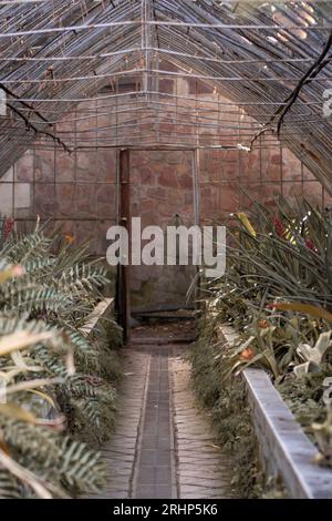 Intérieur d'une ancienne serre pleine de plantes, avec un moyen de le traverser à l'intérieur et les plantes se rassemblant autour de lui. Banque D'Images