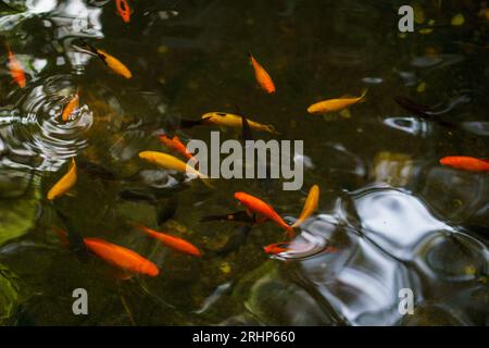 Poissons orange et jaune nageant dans un étang vert, avec le reflet de feuilles vertes et un ciel bleu. Banque D'Images