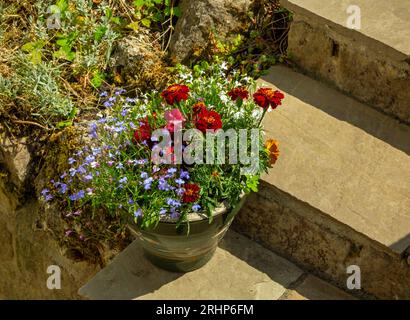 Pot contenant des plantes de lobelia et de souci sur les marches du jardin en été. Banque D'Images