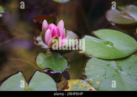 Nénuphars roses fleurissant sur un étang, entouré de feuilles d'eau Banque D'Images