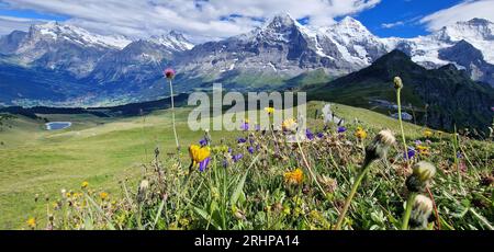 Paysage naturel suisse. Montagnes enneigées pittoresques des Alpes et prairies florales sauvages. Beauté dans la nature. Paysage suisse. Vue sur la montagne Mannlichen Banque D'Images