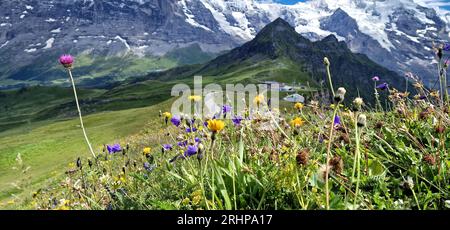 Paysage naturel suisse. Montagnes enneigées pittoresques des Alpes et prairies florales sauvages. Beauté dans la nature. Paysage suisse. Vue sur la montagne Mannlichen Banque D'Images