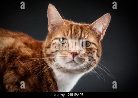 Portrait d'un chat Banque D'Images