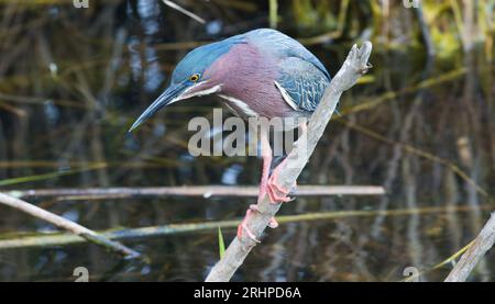 Parc national des Everglades, Floride, États-Unis. Héron vert, Butorides virescens, proie harcelante à côté du sentier Anhinga. Banque D'Images