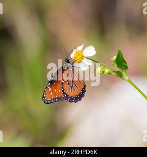 Parc national des Everglades, Floride, États-Unis. Reine papillon, Danaus gilippus, se nourrissant de nectar de Bidens alba, Shark Valley. Banque D'Images