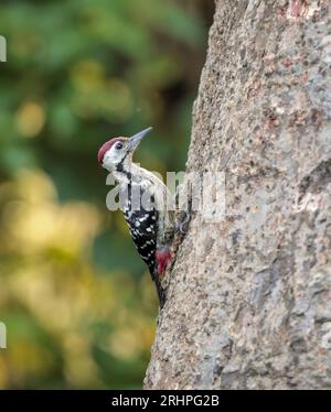 Le pic-bois à bretelles complètes est une espèce d'oiseau de la famille des Picidae. On le trouve au Bangladesh, au Bhoutan, au Népal, en Inde et au Myanmar. Banque D'Images