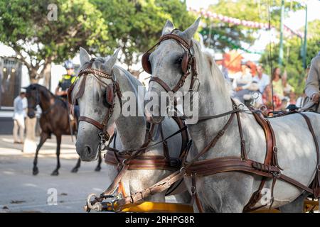 Art équestre exposé, les chevaux effectuent du dressage dans le cadre animé de Malaga Fair, un joyau de la tradition et de la fête espagnoles Banque D'Images