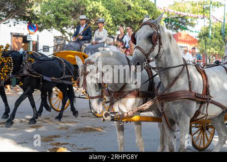 Art équestre exposé, les chevaux effectuent du dressage dans le cadre animé de Malaga Fair, un joyau de la tradition et de la fête espagnoles Banque D'Images