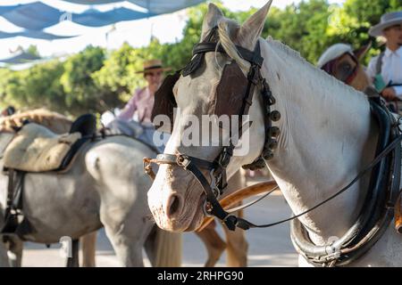 Art équestre exposé, les chevaux effectuent du dressage dans le cadre animé de Malaga Fair, un joyau de la tradition et de la fête espagnoles Banque D'Images