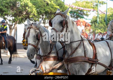 Art équestre exposé, les chevaux effectuent du dressage dans le cadre animé de Malaga Fair, un joyau de la tradition et de la fête espagnoles Banque D'Images