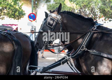 Art équestre exposé, les chevaux effectuent du dressage dans le cadre animé de Malaga Fair, un joyau de la tradition et de la fête espagnoles Banque D'Images