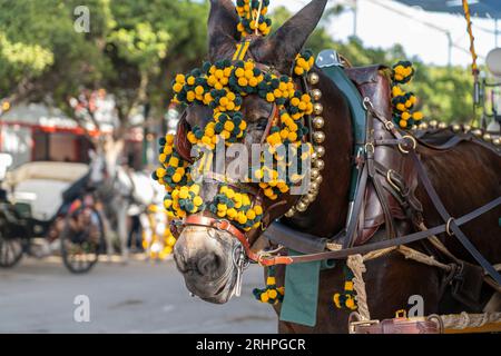 Art équestre exposé, les chevaux effectuent du dressage dans le cadre animé de Malaga Fair, un joyau de la tradition et de la fête espagnoles Banque D'Images