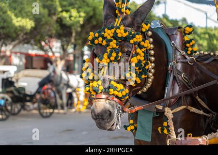 Art équestre exposé, les chevaux effectuent du dressage dans le cadre animé de Malaga Fair, un joyau de la tradition et de la fête espagnoles Banque D'Images