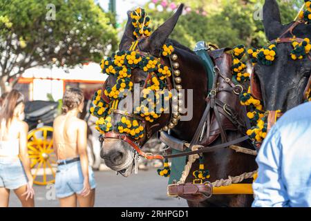 Art équestre exposé, les chevaux effectuent du dressage dans le cadre animé de Malaga Fair, un joyau de la tradition et de la fête espagnoles Banque D'Images